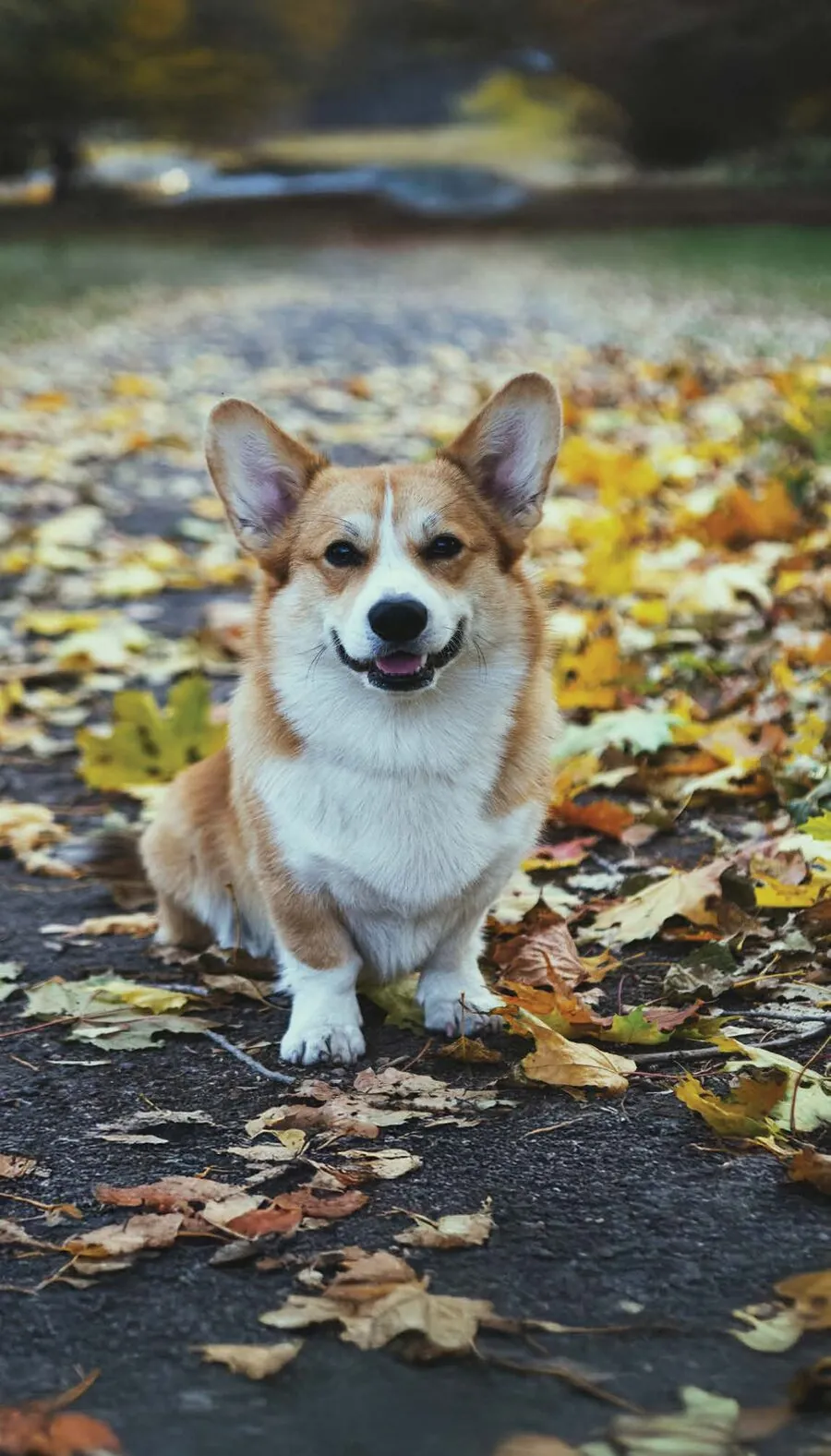 A dog on a leaf-covered trail beside the water near Wellwood